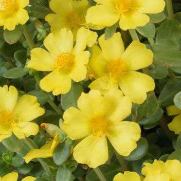 Portulaca oleracea 'Nano Pazzaz Yellow' ~ Nano Pazzaz™ Yellow Purslane-ServeScape