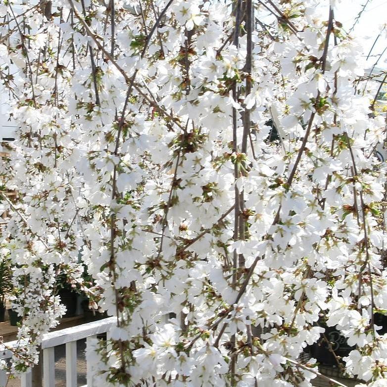 Prunus 'Snofozam' ~ Snow Fountains® Weeping Higan Cherry-ServeScape