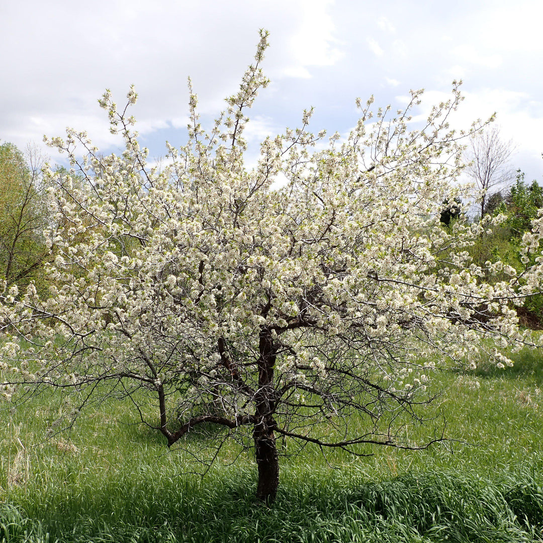 Prunus americana ~ American Plum-ServeScape