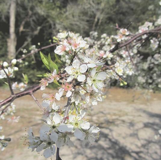 Prunus americana ~ American Plum-ServeScape