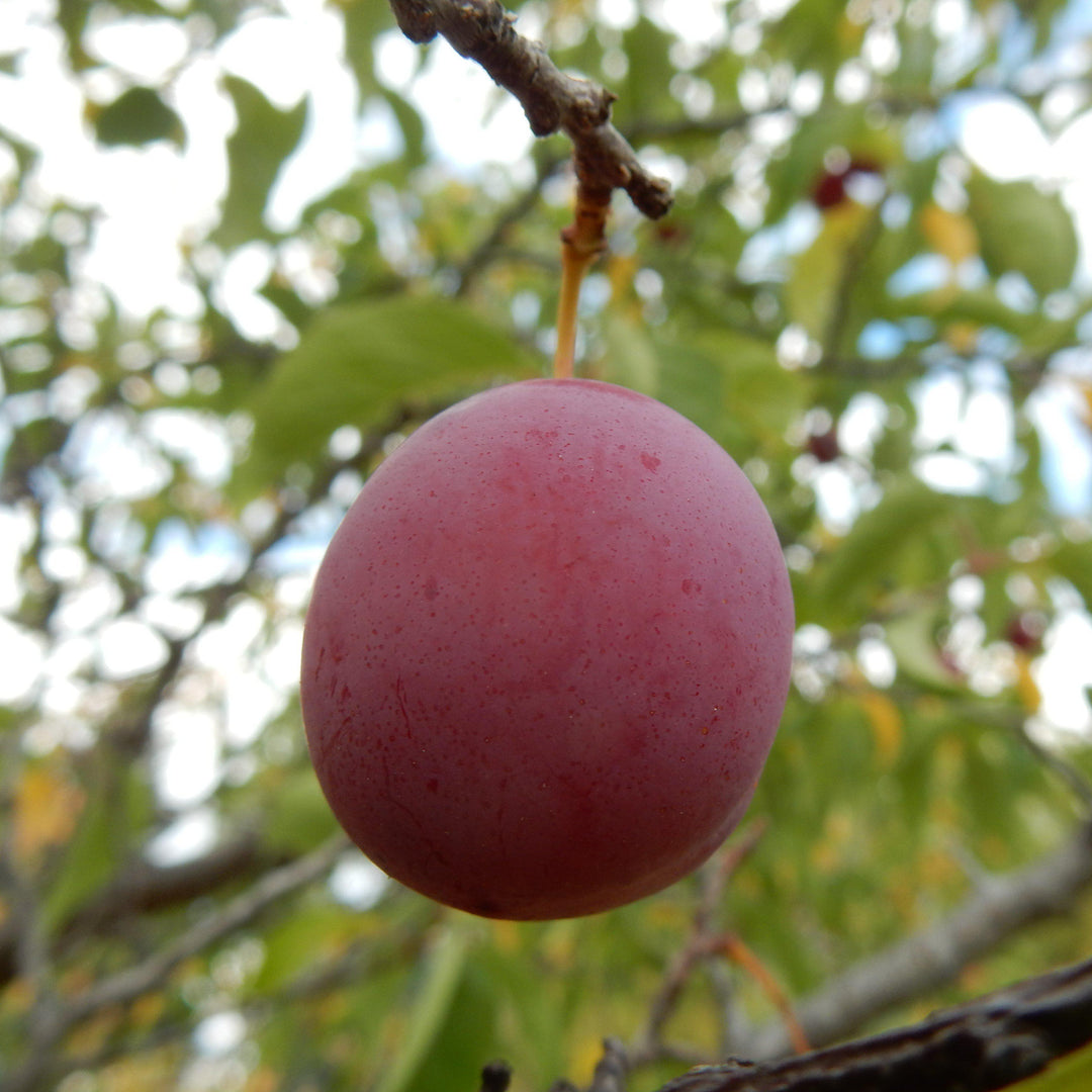 Prunus americana ~ American Plum-ServeScape