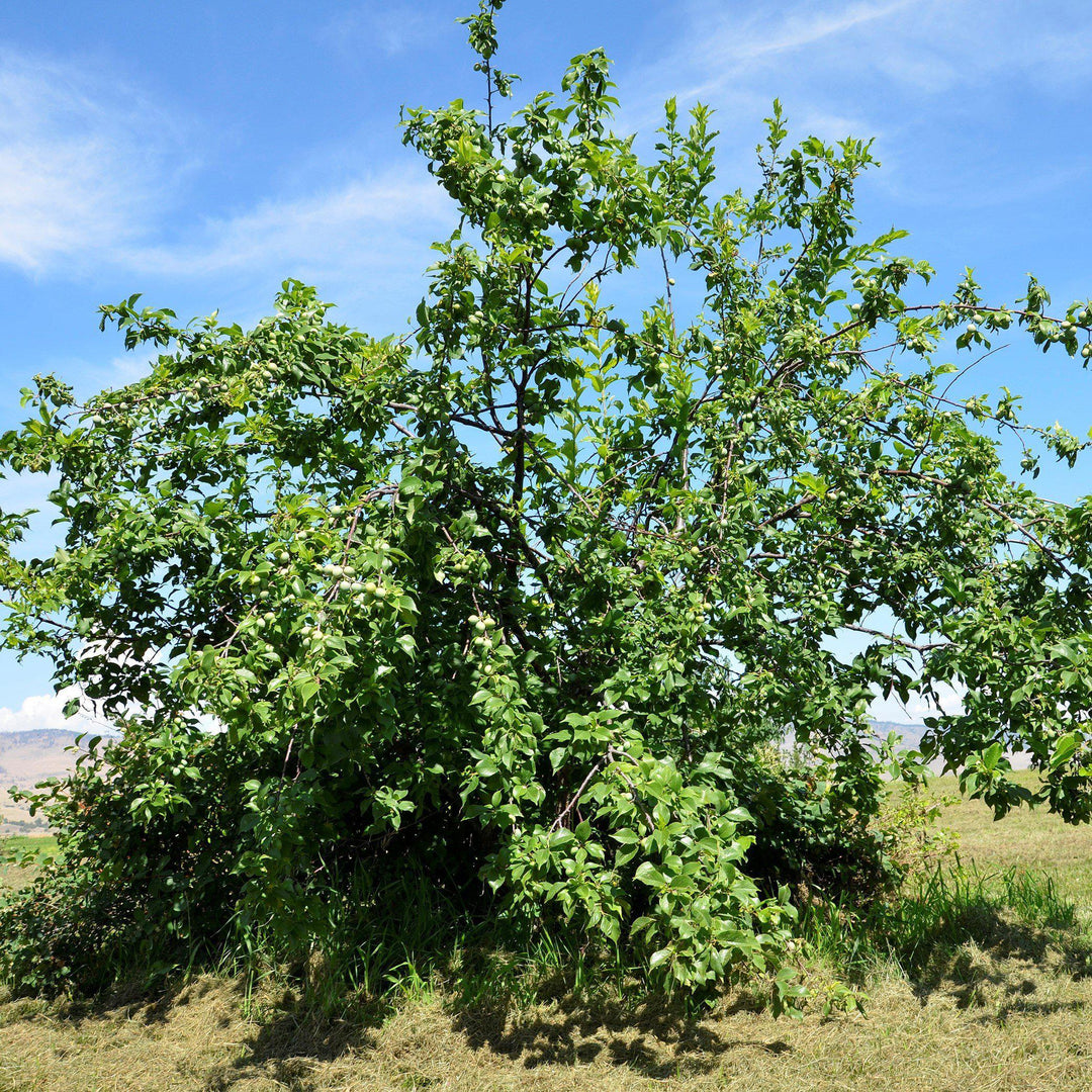 Prunus americana ~ American Plum-ServeScape