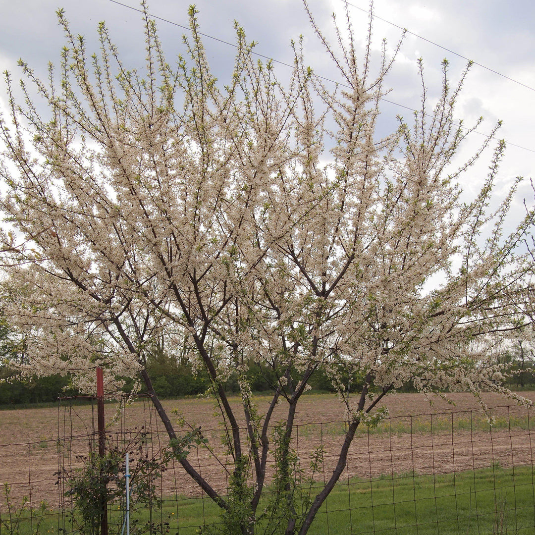 Prunus americana ~ American Plum-ServeScape