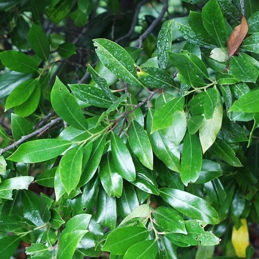 Prunus caroliniana 'Monus' ~ Bright & Tight Laurel - Delivered By ServeScape