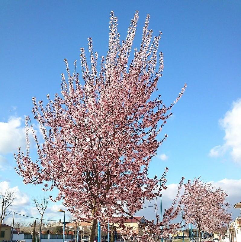 Prunus cerasifera 'Krauter Vesuvius' ~ Krauter Vesuvius Cherry Plum-ServeScape