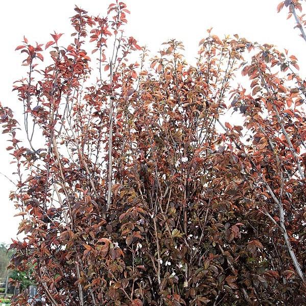 Prunus cerasifera 'Krauter Vesuvius' ~ Krauter Vesuvius Cherry Plum-ServeScape