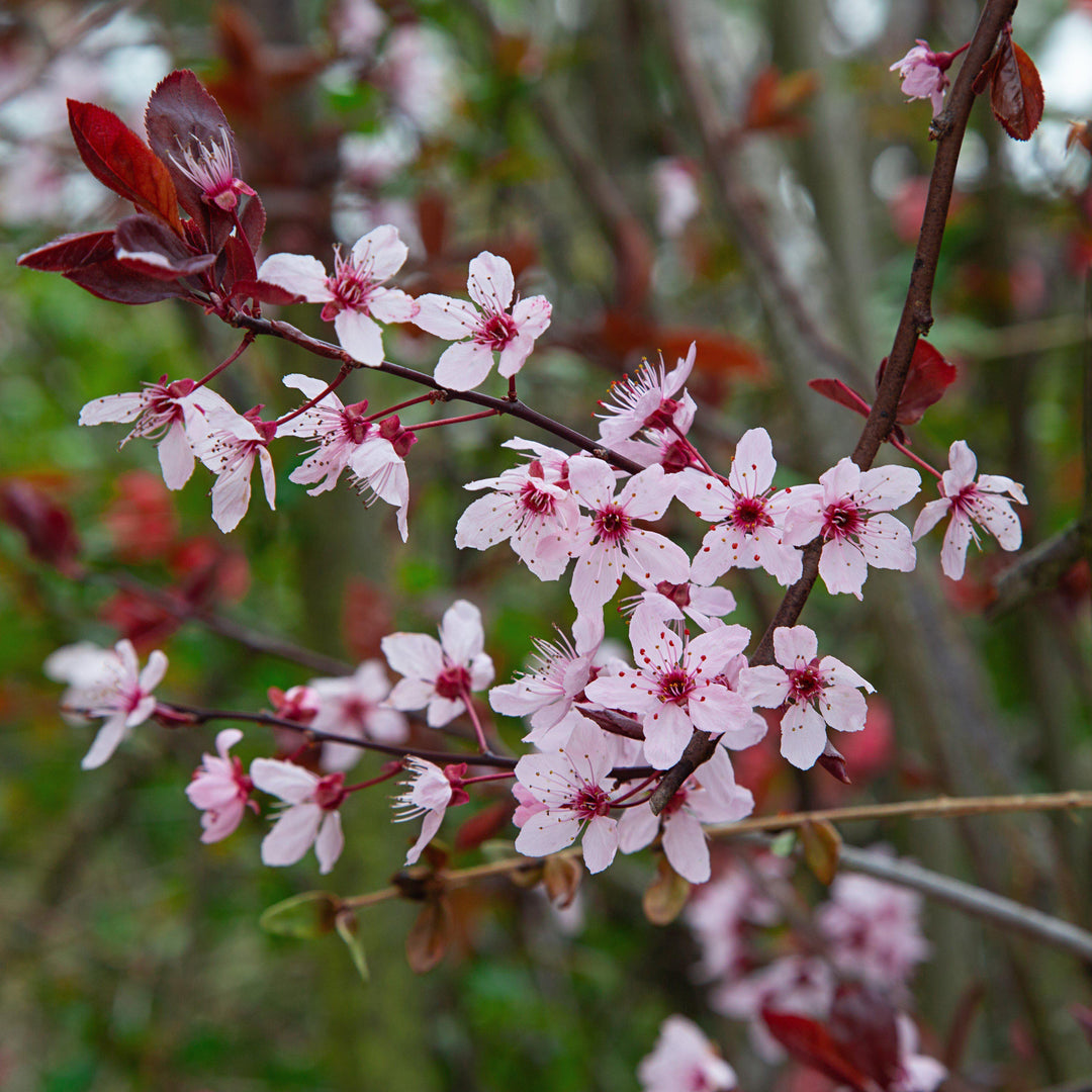 Prunus cerasifera ‘NCPR-7’ ~ Purple Plunge®  Weeping Plum - Delivered By ServeScape