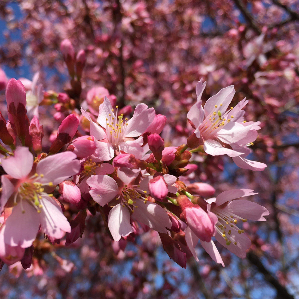 Prunus incamp 'Okame' ~ Okame Flowering Cherry-ServeScape