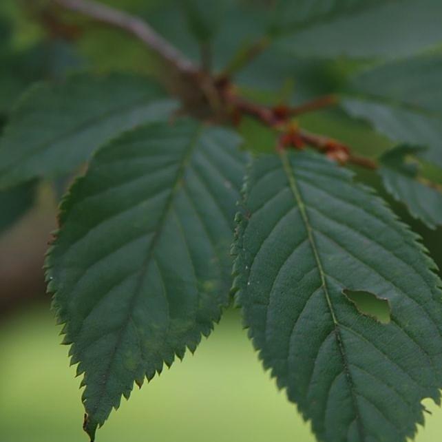 Prunus incamp 'Okame' ~ Okame Flowering Cherry-ServeScape