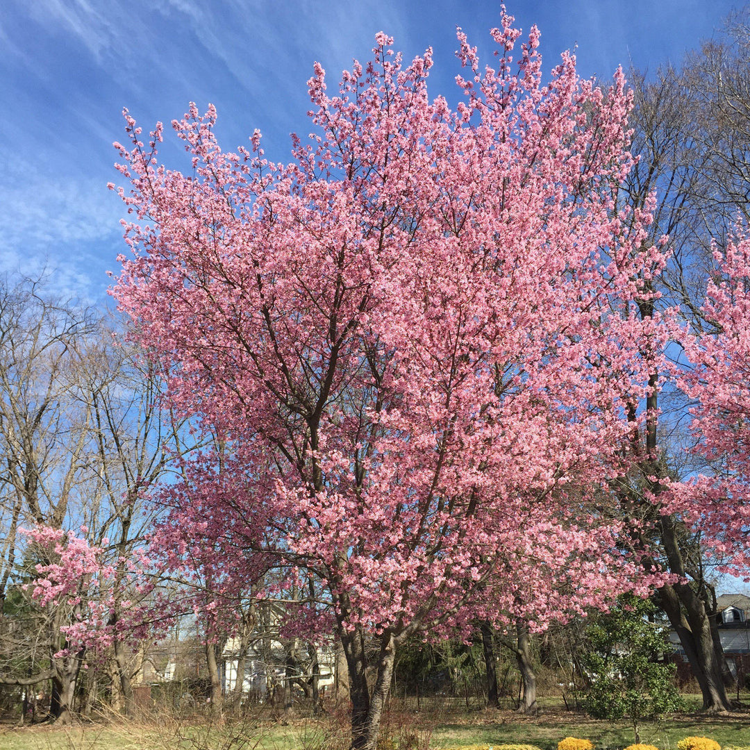 Prunus incamp 'Okame' ~ Okame Flowering Cherry-ServeScape