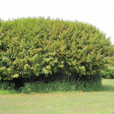 Prunus laurocerasus 'Nana' ~ Dwarf English Laurel-ServeScape