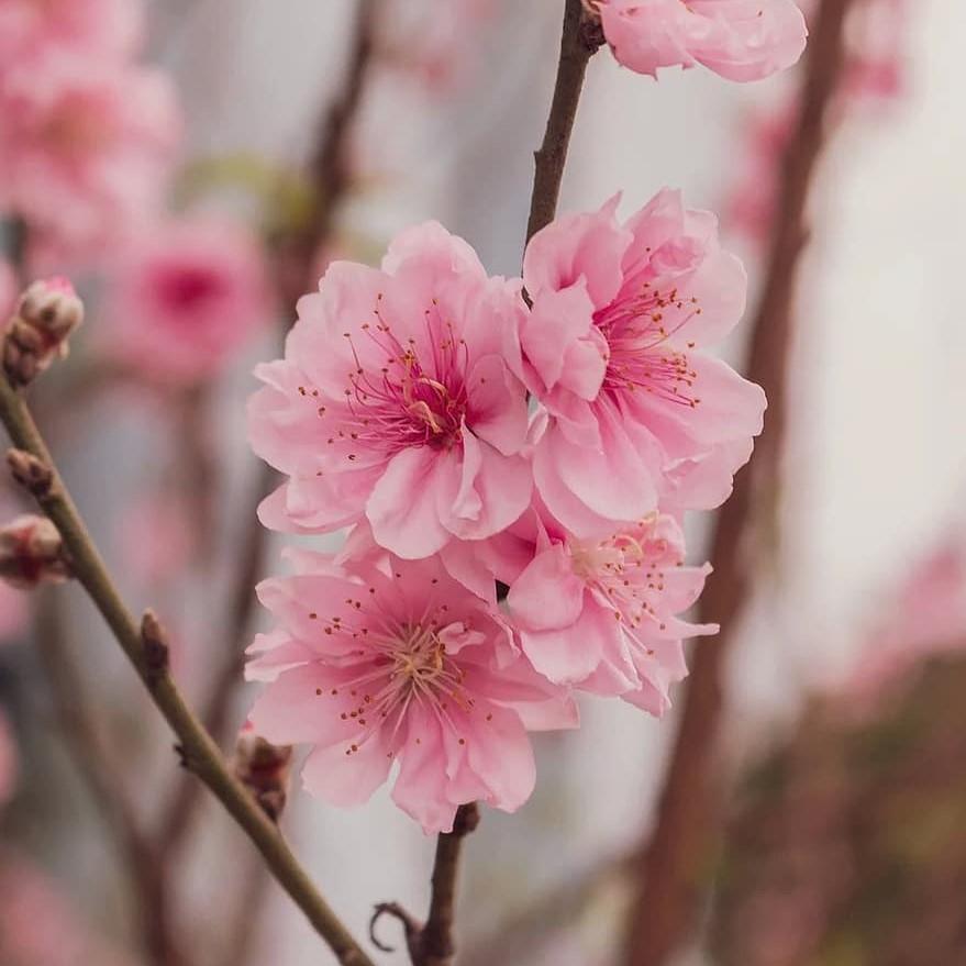 Prunus persica 'Corinthian Pink' - Pink Corinthian Peach - Delivered By ServeScape