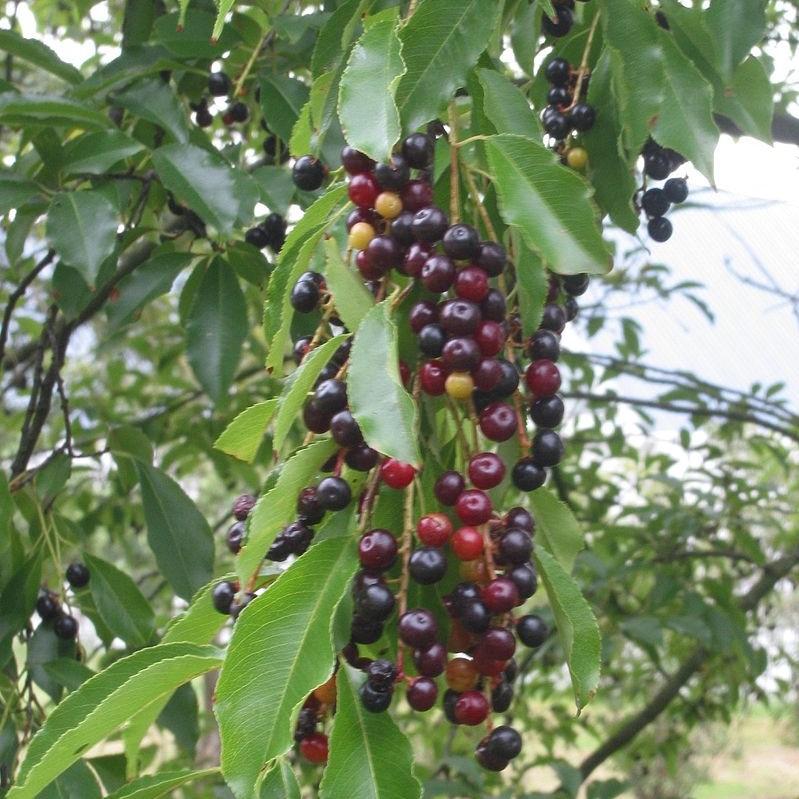 Prunus serotina ~ Black Cherry-ServeScape