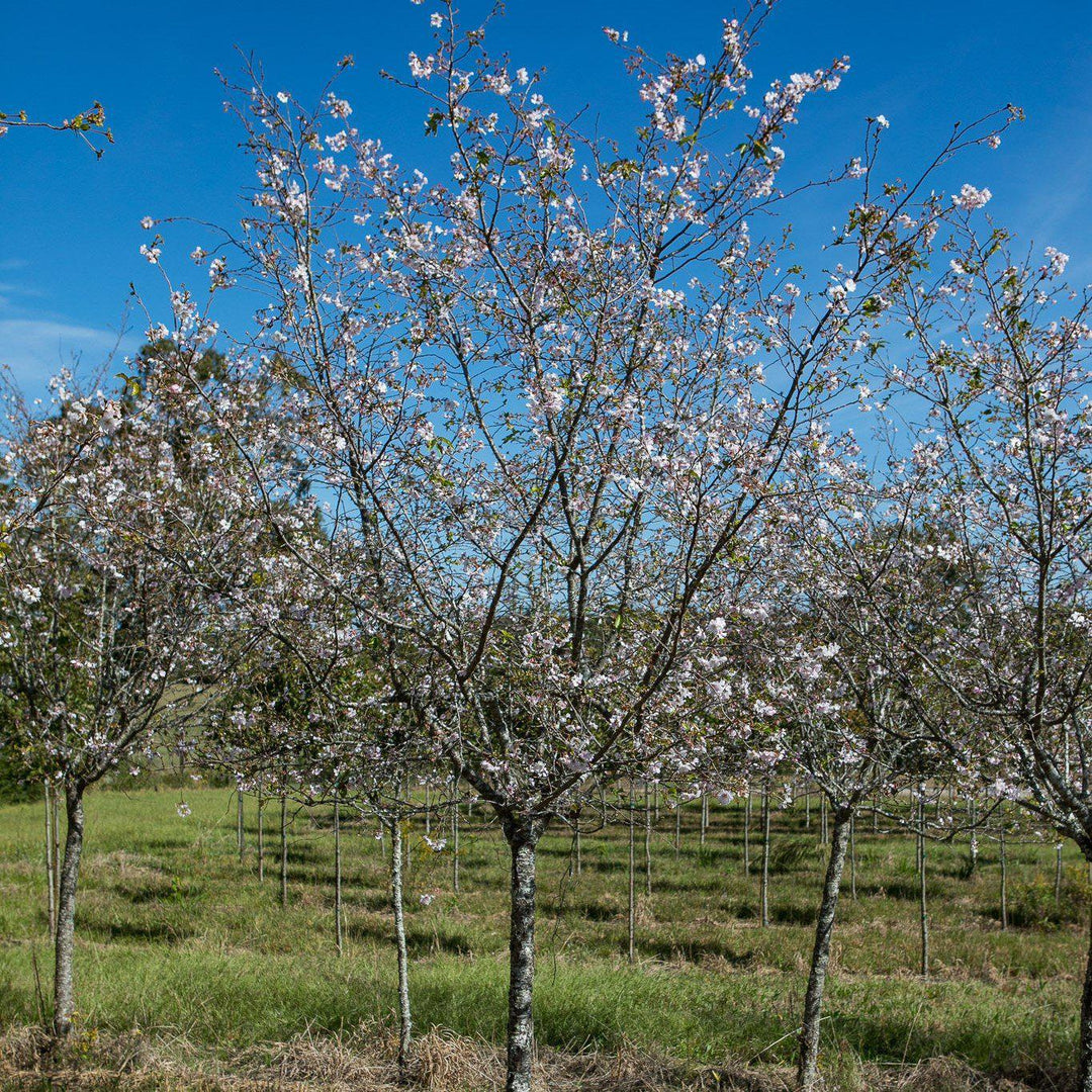 Prunus subhirtella 'Autumnalis' ~ Higan Flowering Cherry - Delivered By ServeScape