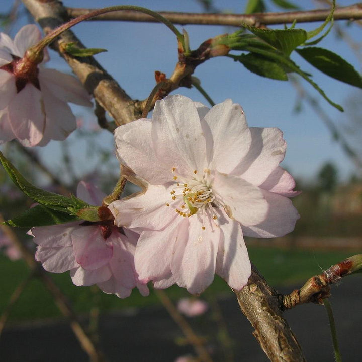 Prunus subhirtella var. pendula ~ Double Weeping Higan Cherry-ServeScape