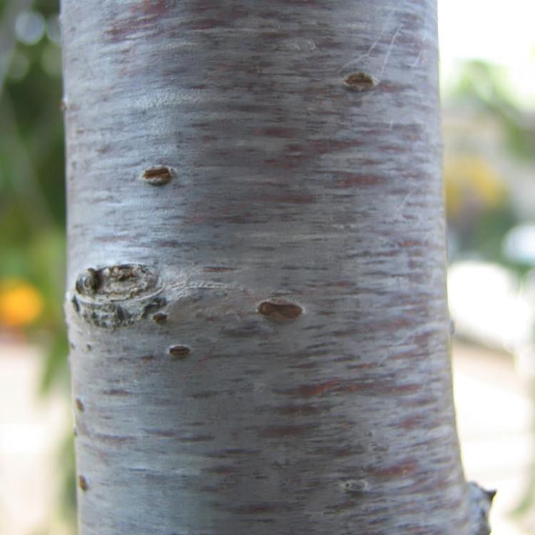 Prunus subhirtella var. pendula ~ Double Weeping Higan Cherry-ServeScape