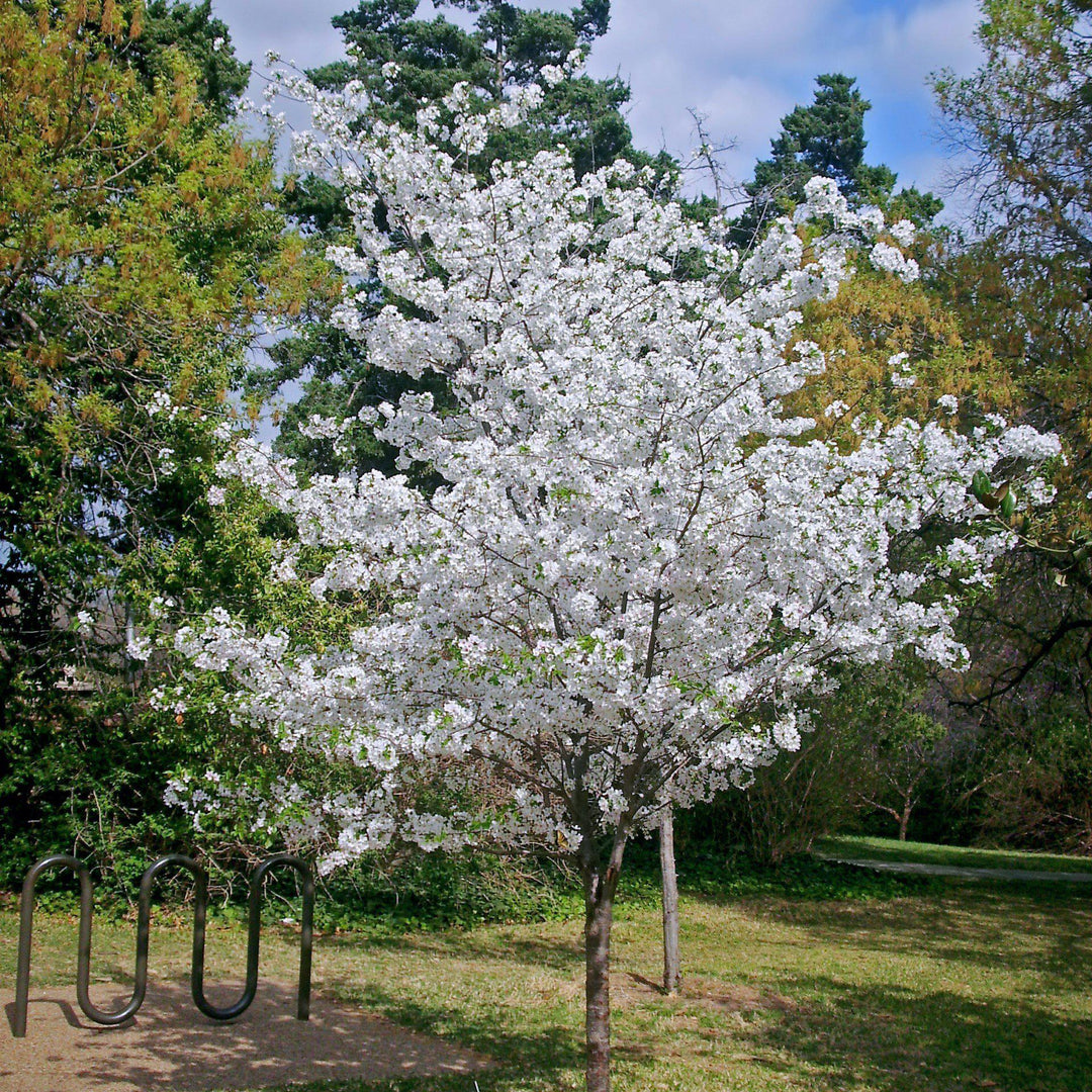 Prunus x'Yedoensis' ~ Yoshino Flowering Cherry-ServeScape