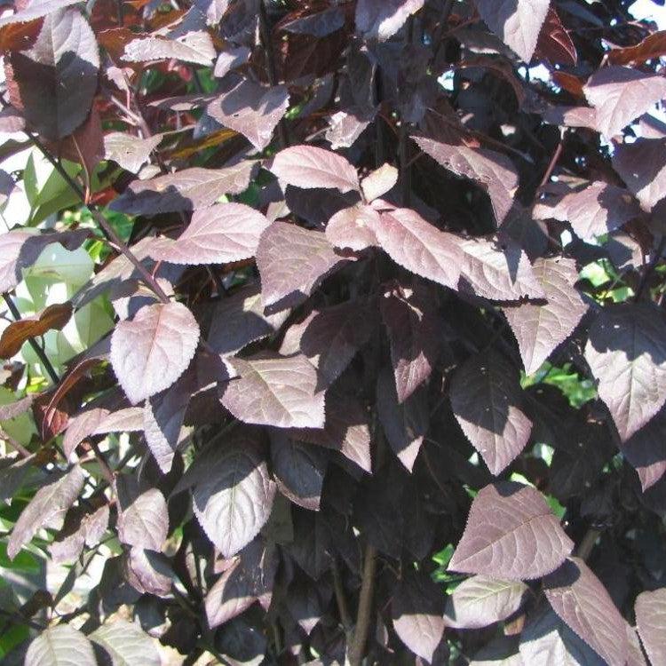 Prunus cerasifera 'Thundercloud' ~ Thundercloud Purple Leaf Plum-ServeScape