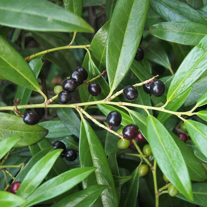 Prunus laurocerasus 'Zabeliana' ~ Zabel Cherry Laurel-ServeScape