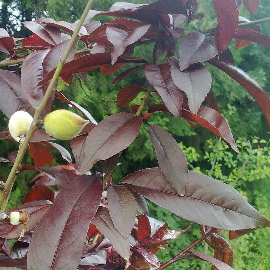 Prunus persica 'Bonfire' ~ Bonefire Dwarf Peach-ServeScape