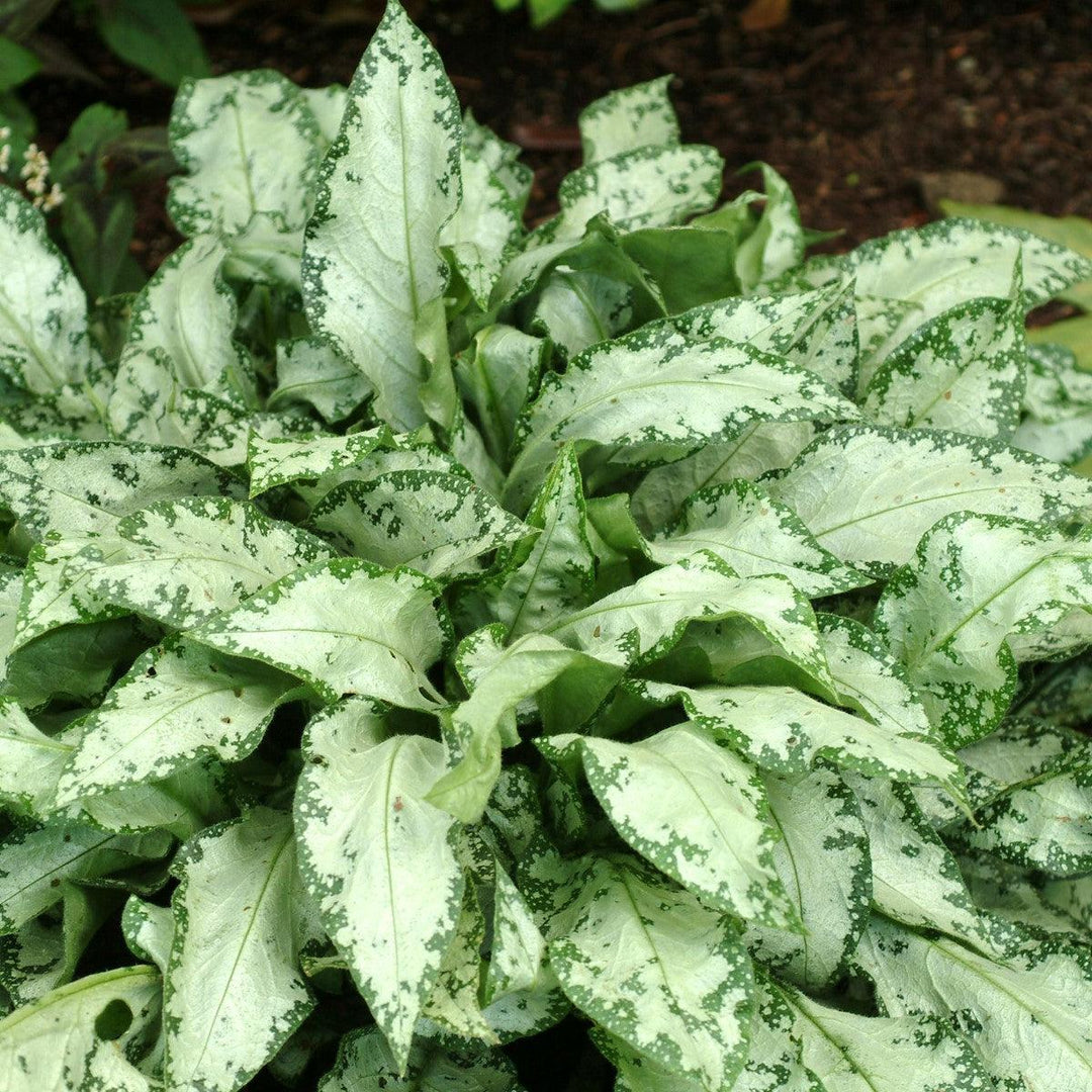 Pulmonaria 'High Contrast' ~ High Contrast Lungwort-ServeScape