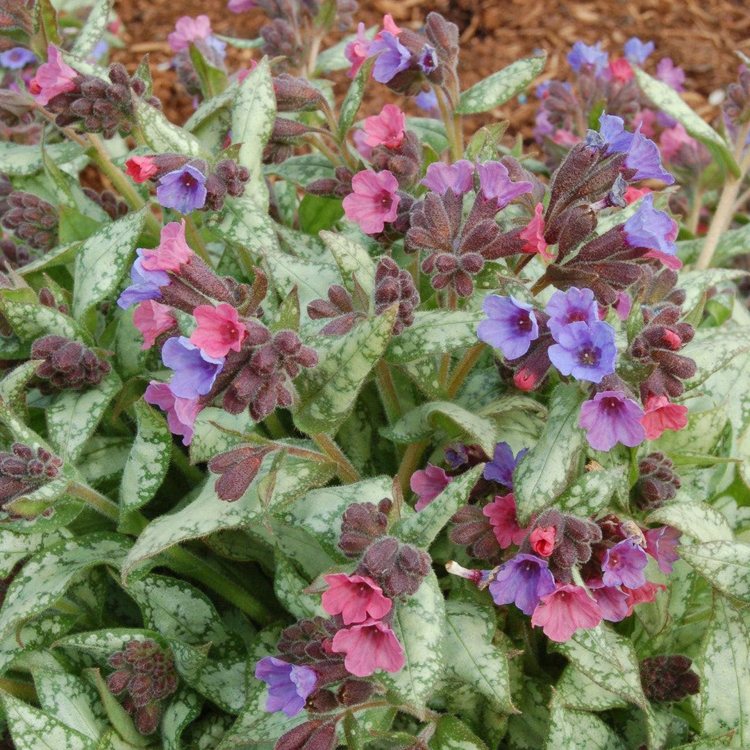 Pulmonaria 'High Contrast' ~ High Contrast Lungwort-ServeScape