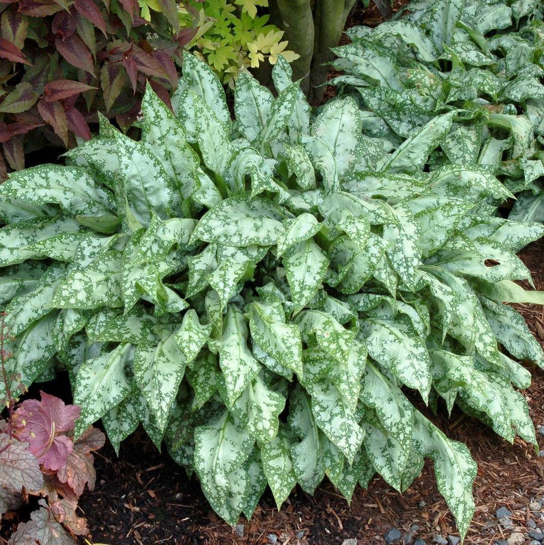 Pulmonaria 'High Contrast' ~ High Contrast Lungwort-ServeScape