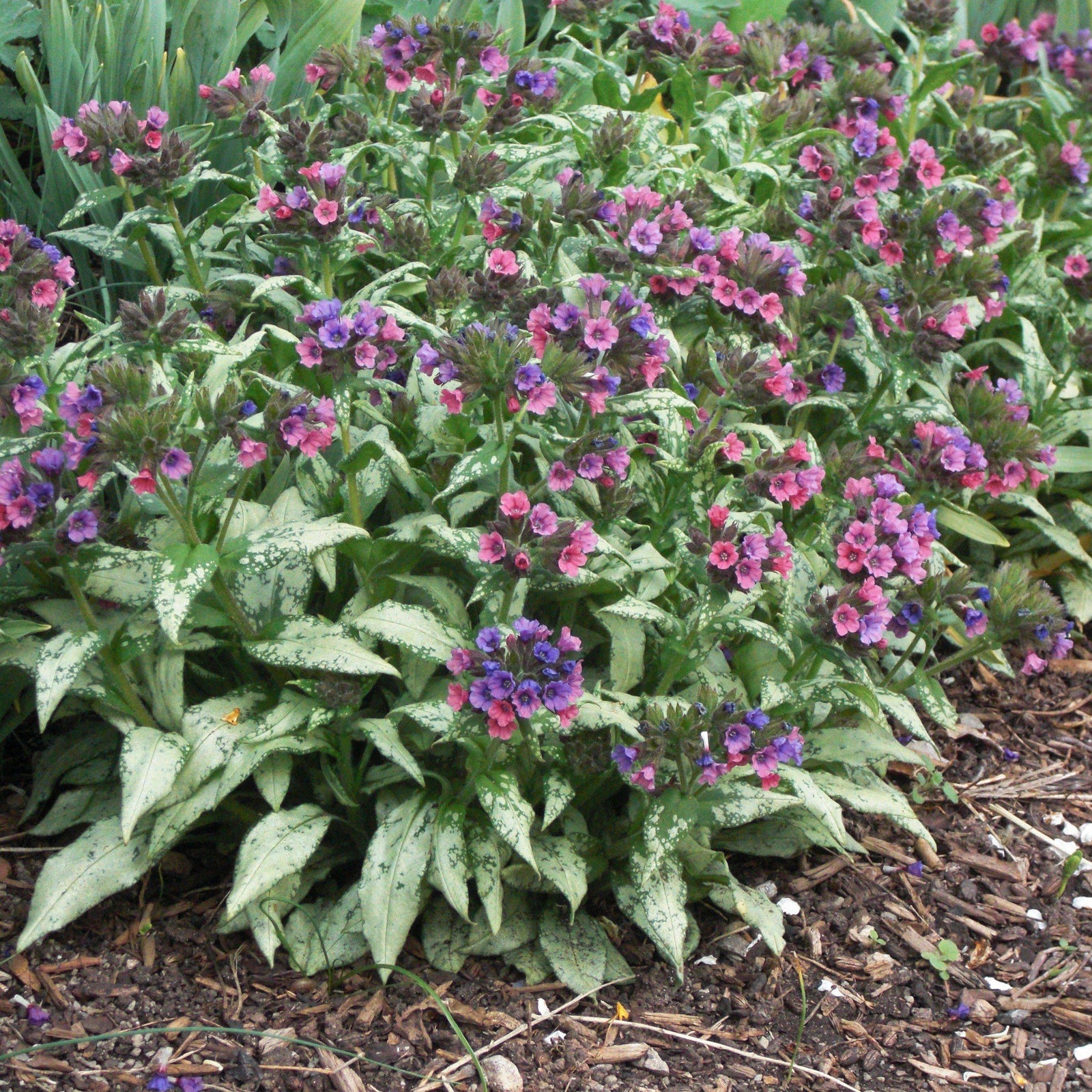 Pulmonaria 'Silver Bouquet' ~ Silver Bouquet Lungwort - Delivered By ServeScape