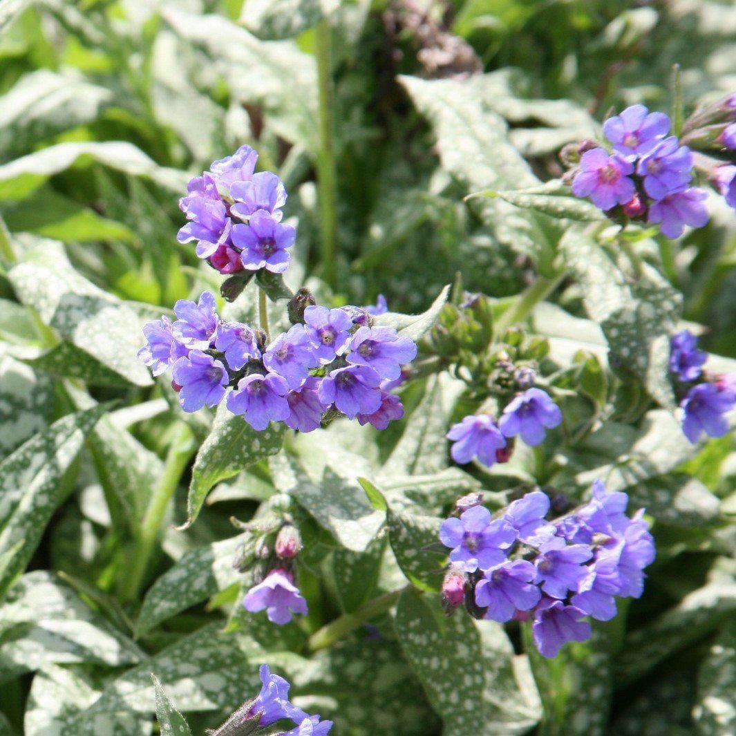 Pulmonaria 'Trevi Fountain' ~ Trevi Fountain Lungwort - Delivered By ServeScape