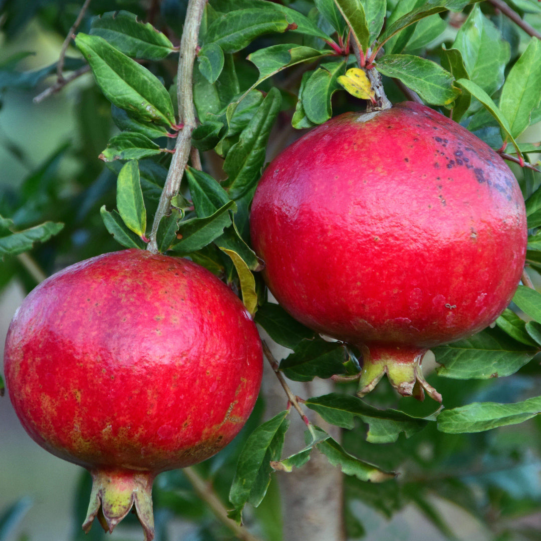 Punica granatum 'Parfianka' ~ Russian Pomegranate - Delivered By ServeScape