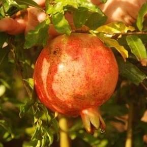 Punica granatum 'Salavatski' ~ Salavatski Pomegranate - Delivered By ServeScape