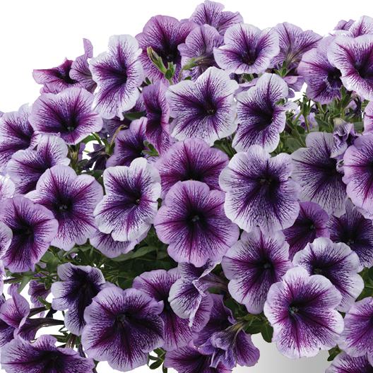 Petunia x 'Purple Vein Ray' ~ Purple Vein Ray™ Petunia-ServeScape
