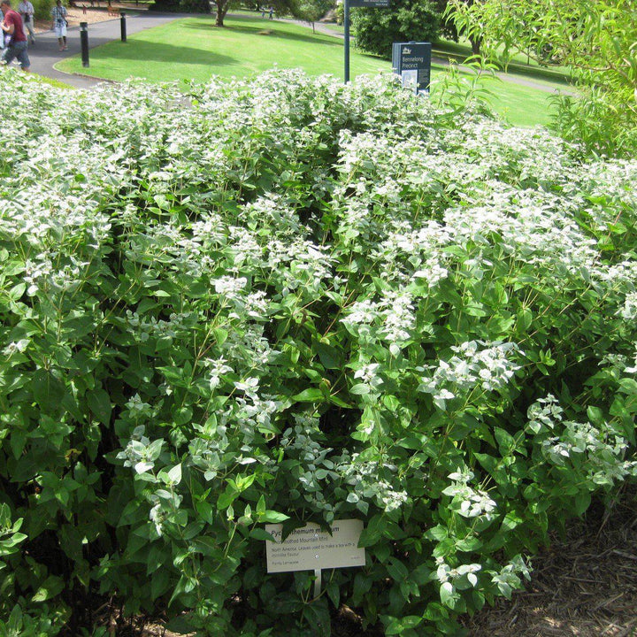 Pycnanthemum muticum ~ Mountain Mint-ServeScape