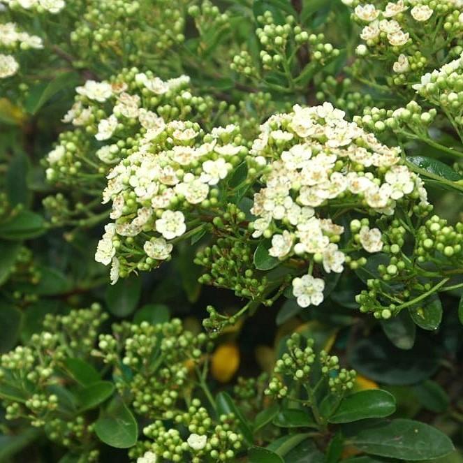 Pyracantha x 'Mohave' ~ Mohave Firethorn Shrub - Delivered By ServeScape
