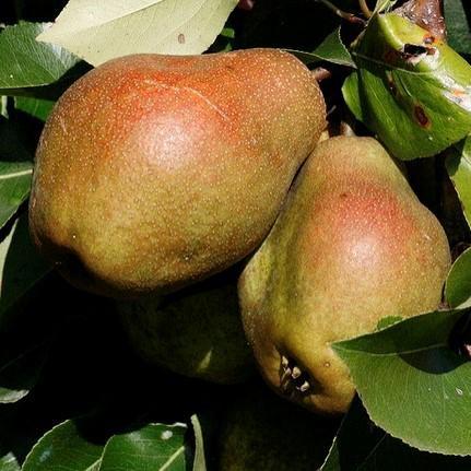 Pyrus communis 'Keiffer' ~ Keiffer Pear - Delivered By ServeScape