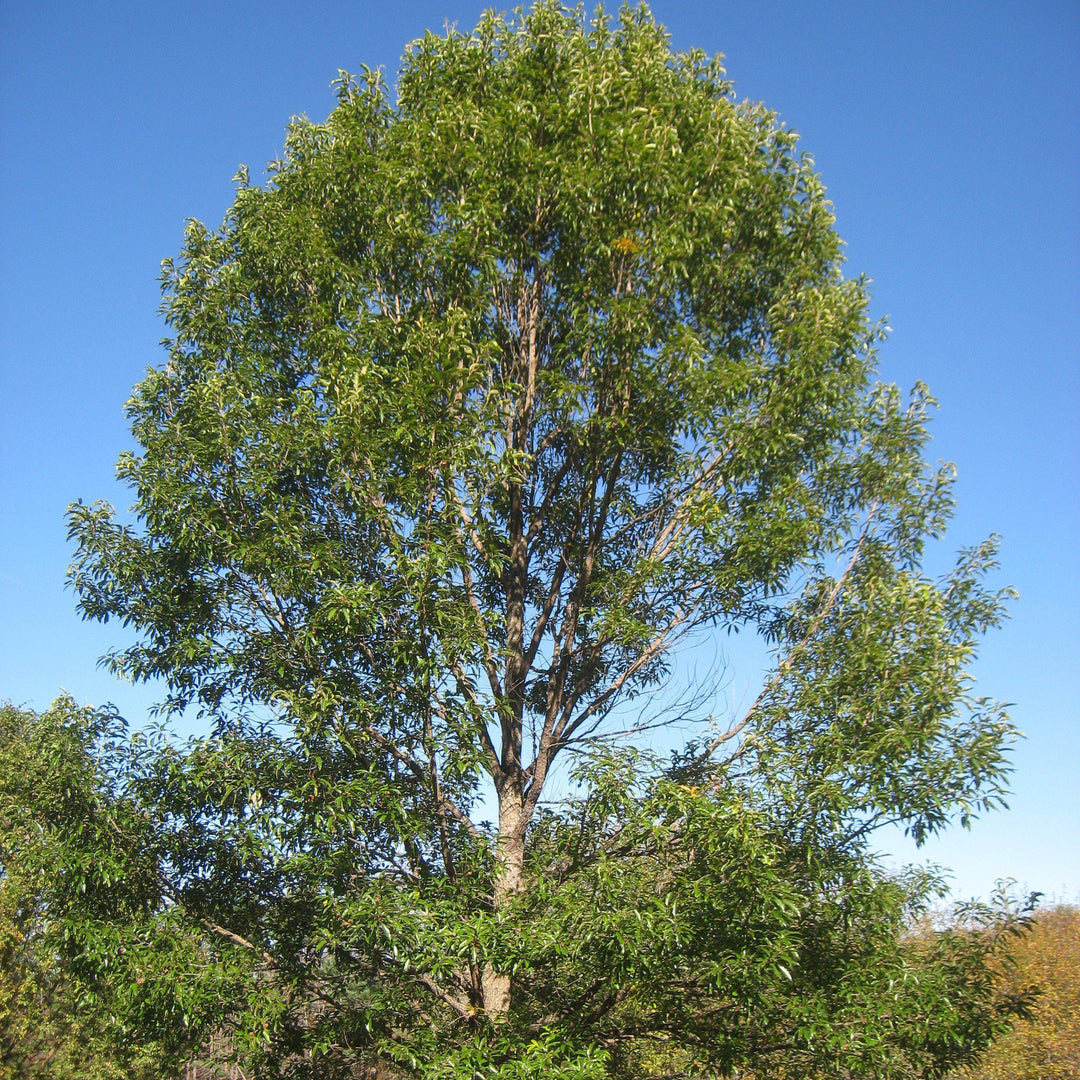 Quercus acutissima ~ Sawtooth Oak - Delivered By ServeScape