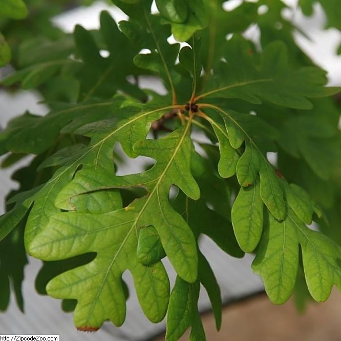 Quercus alba ~ White Oak - Delivered By ServeScape