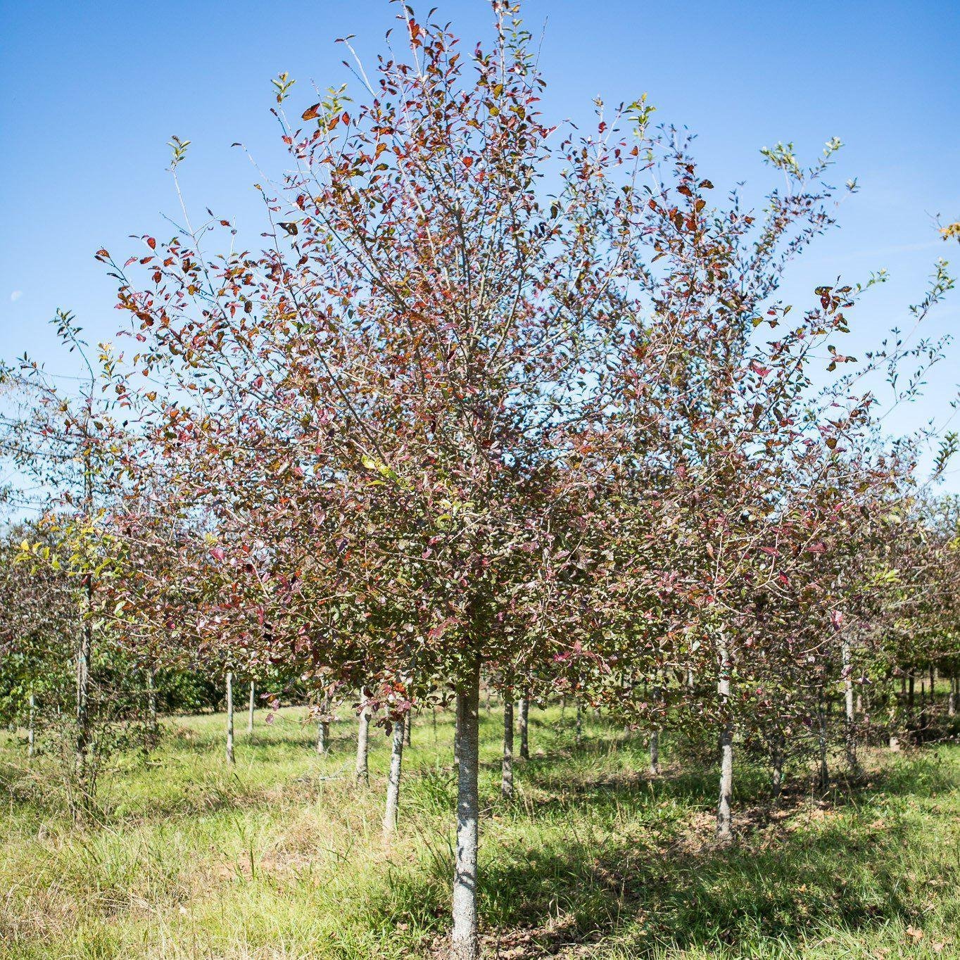 Quercus bicolor ~ Swamp White Oak - Delivered By ServeScape