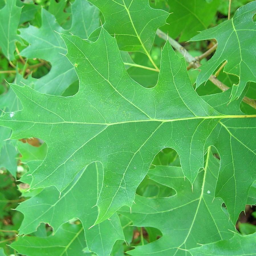 Quercus coccinea ~ Scarlet Oak-ServeScape