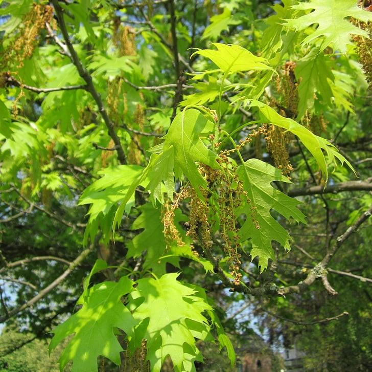 Quercus coccinea ~ Scarlet Oak-ServeScape