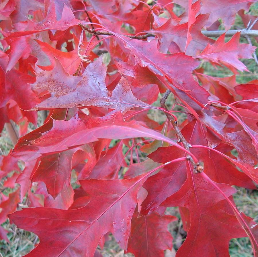 Quercus coccinea ~ Scarlet Oak-ServeScape