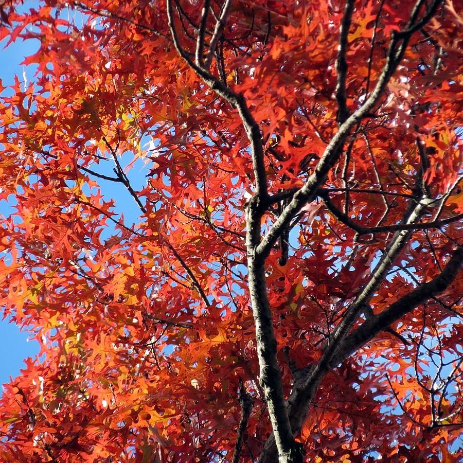 Quercus coccinea ~ Scarlet Oak-ServeScape