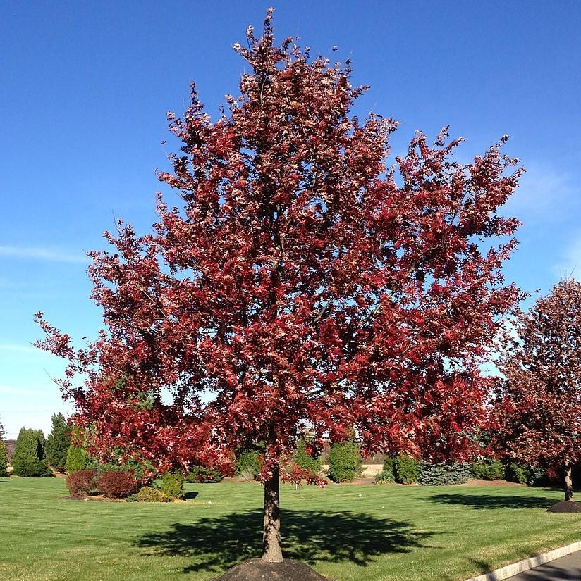 Quercus coccinea ~ Scarlet Oak-ServeScape