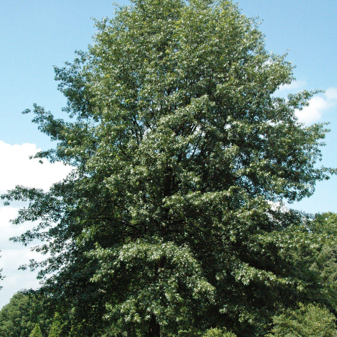 Quercus coccinea ~ Scarlet Oak-ServeScape