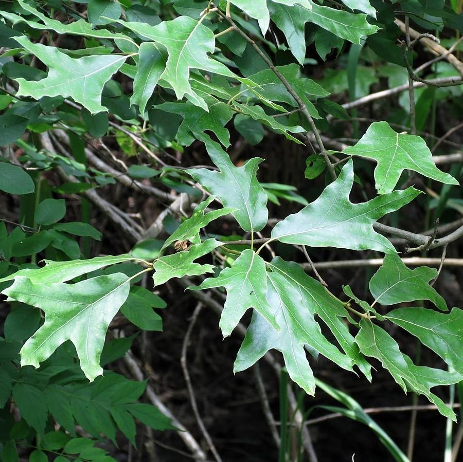 Quercus falcata ~ Southern Red Oak-ServeScape