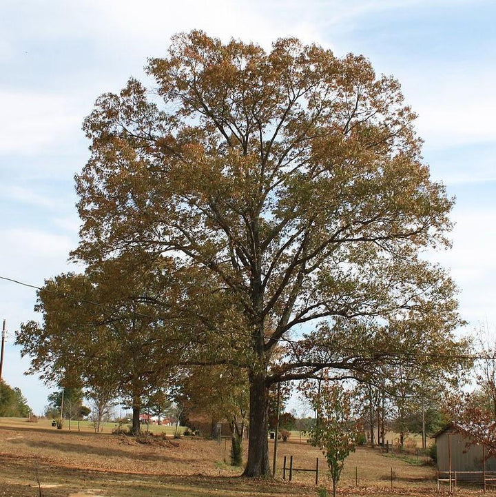 Quercus falcata ~ Southern Red Oak-ServeScape