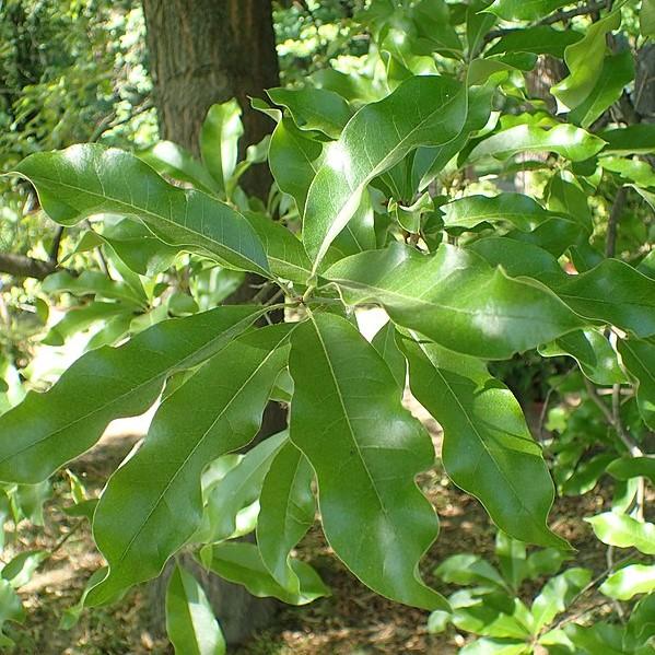 Quercus imbricaria ~ Shingle Oak-ServeScape