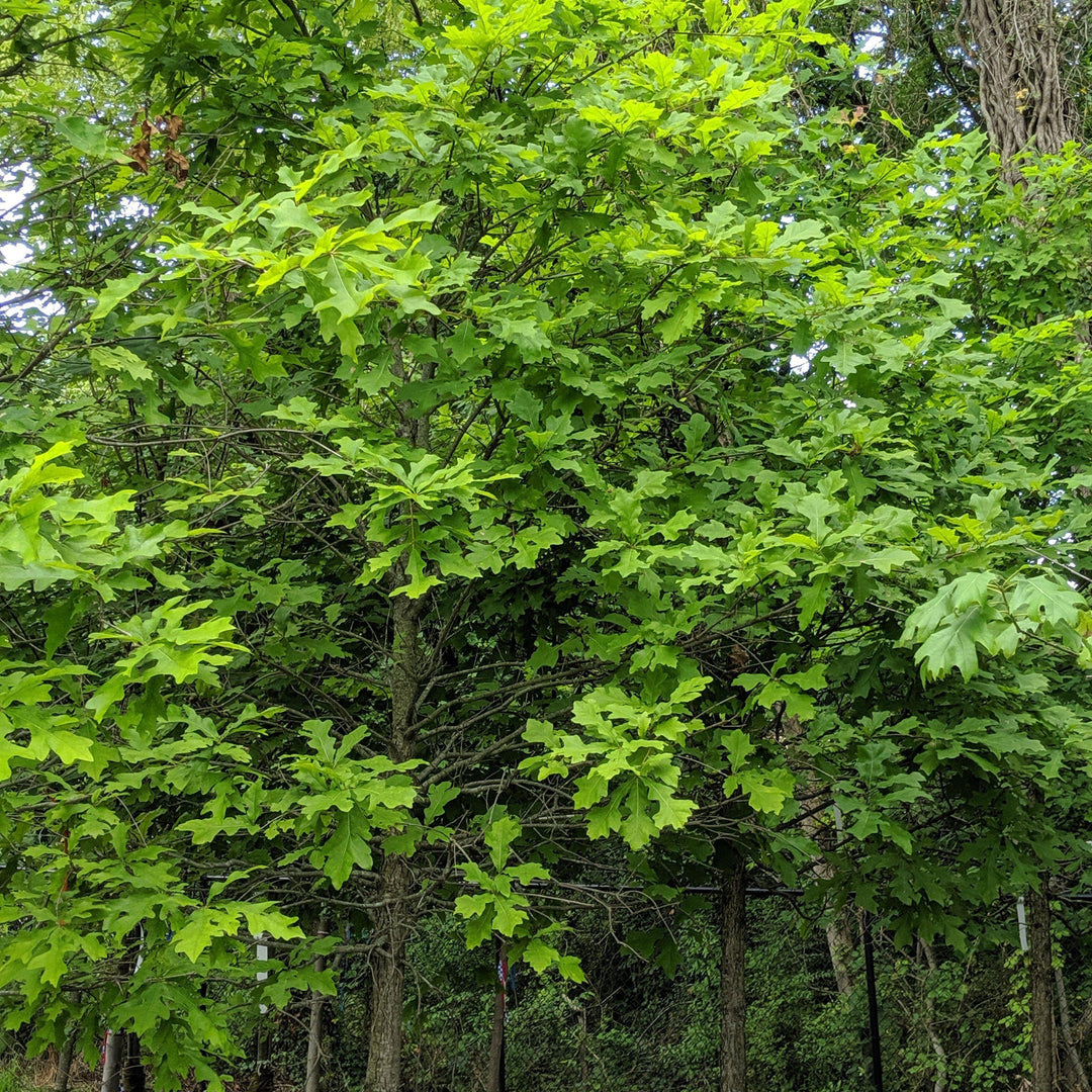 Quercus lyrata ~ Overcup Oak - Delivered By ServeScape