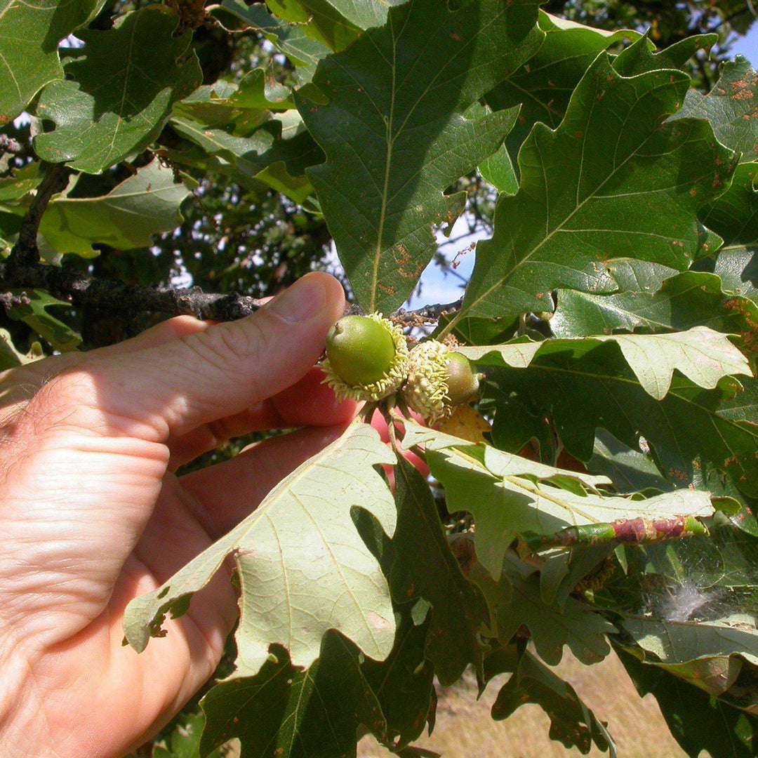 Quercus macrocarpa ~ Bur Oak - Delivered By ServeScape