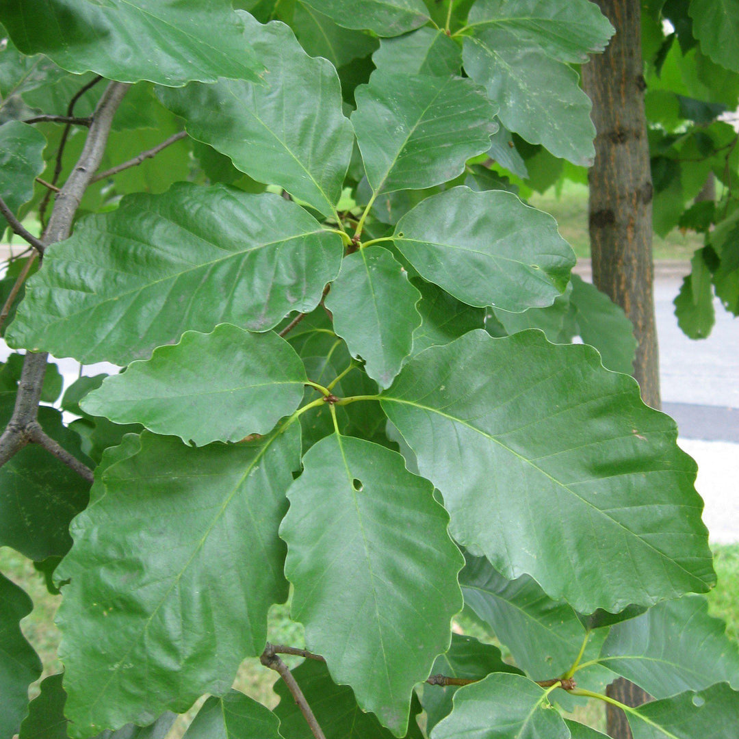 Quercus michauxii ~ Swamp Chestnut Oak-ServeScape